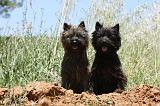 CAIRN TERRIER 502